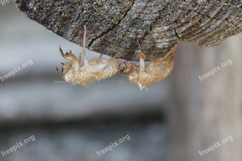 Insect Nature Grasshopper Arthropod Animal