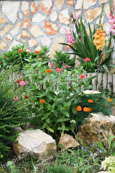 Garden Plant Cliff Flower Gardening