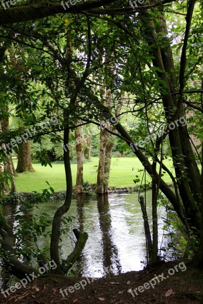 Reflection Calm Mirror Mirror Reflection Forest