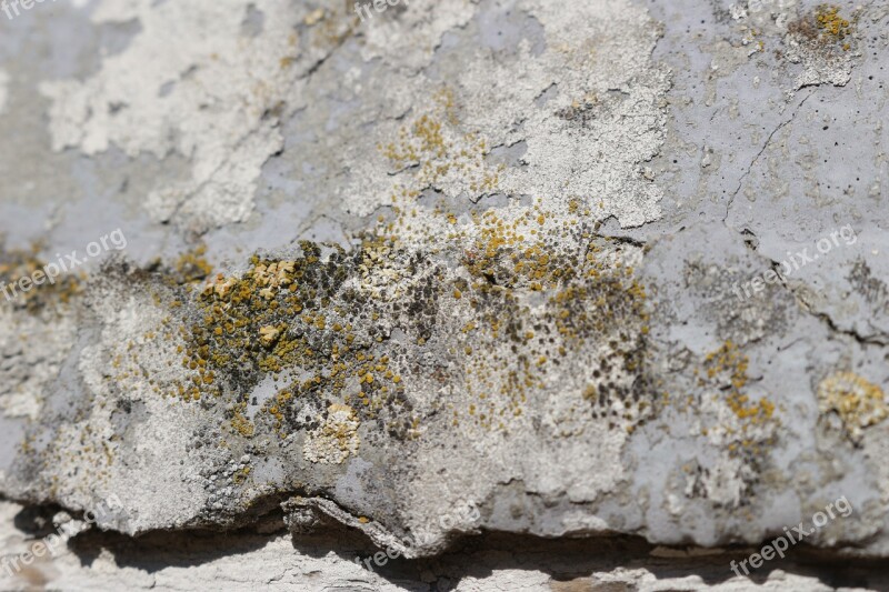 Weave Wall Old Weathered Lime Plaster