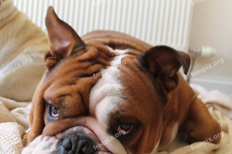 Dog Bulldog British Cute Purebred