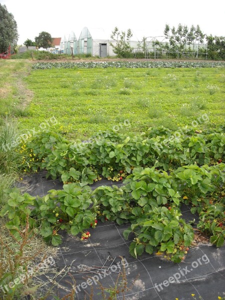 Agriculture Vegetable Garden Growing Vegetables Gardening