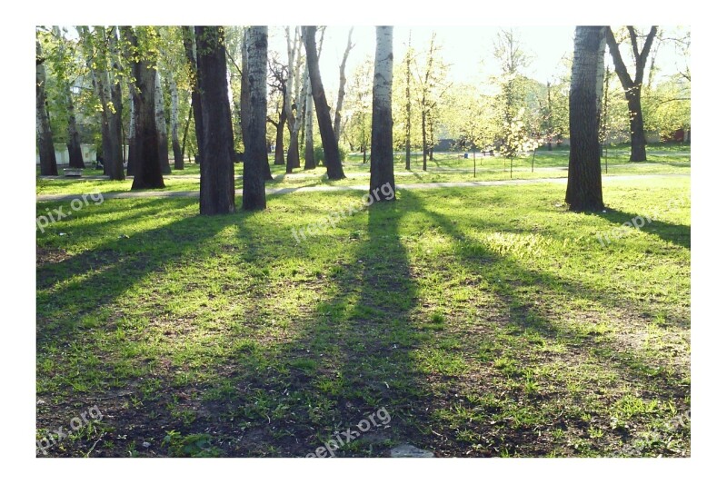 Ukraine Trees Spring Landscape Greens