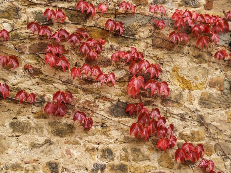 Vine Old Brick Wall Wall Autumn Colours Leaves