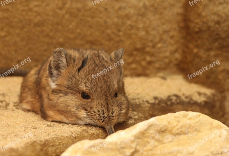 Elephant Shrews Animal Short Proboscis Springer Ear Mammal Mouse