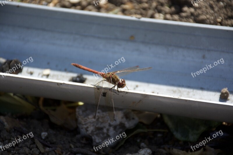 Dragonfly Dragon-fly Insect Nature Free Photos