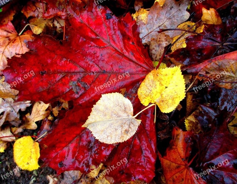 Autumn Leaves Fall Leaves Colorful Leaf