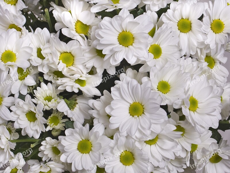 Chrysanthemum White Flowers Garden Flowers Free Photos