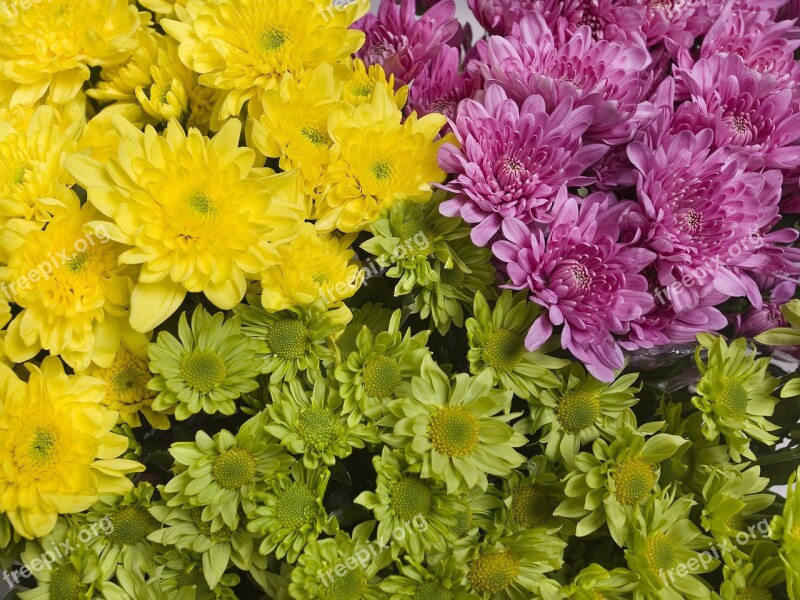 Flowers Bright Yellow Purple Chrysanthemum