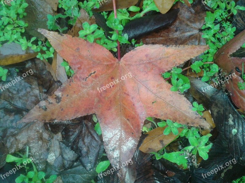 Leaves Fall Autumn Fall Leaves Background Orange