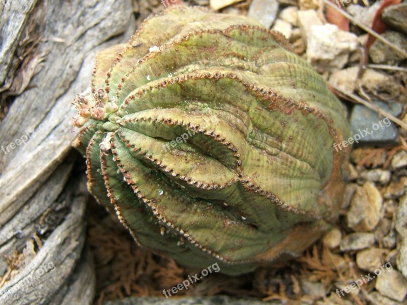 Euphoria Obessa Succulent Plant Free Photos