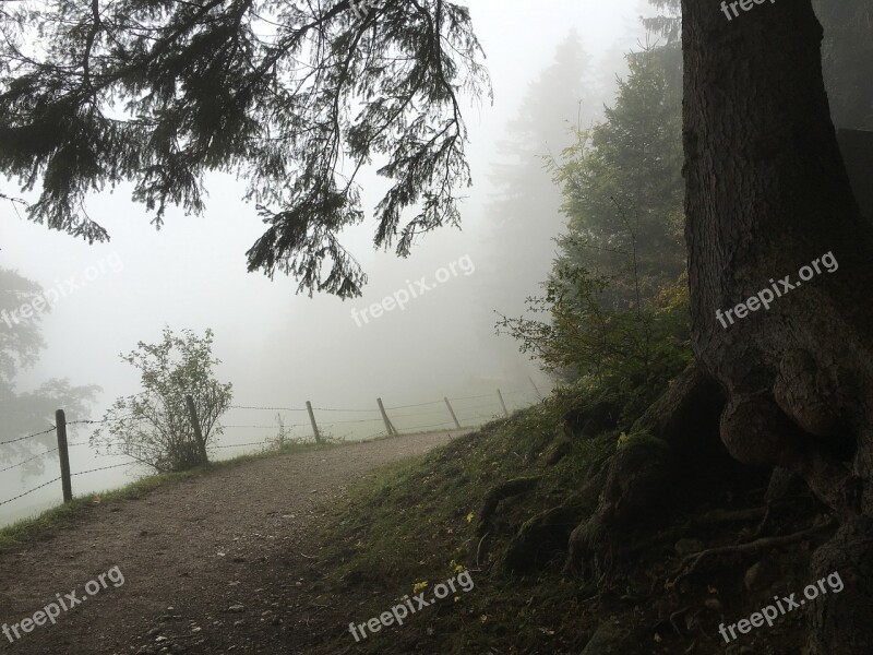 Away Forest Trees Nature Landscape