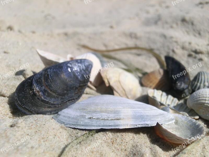 Shell Sea Beach Shells Grinding