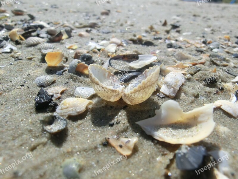 Shell Sea Beach Shells Sand Beach