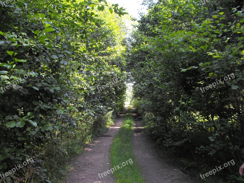 Dirt Road In The Countryside Swedish Summer Course Forest