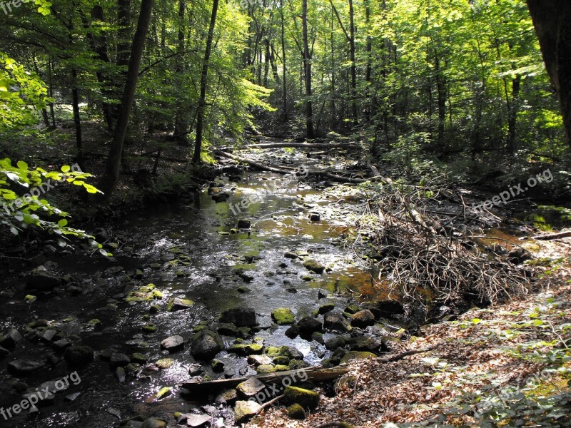 The Creek Forest Summer River Water