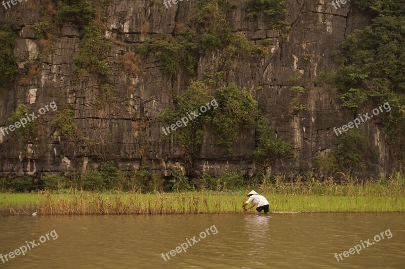 Vietnam Rice Rice Field Rice Fields Man