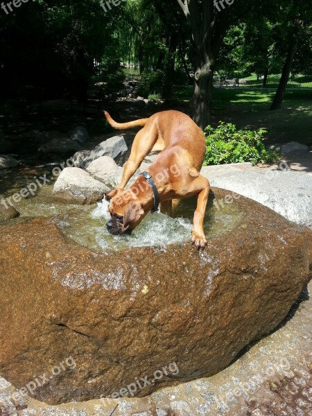 Boxer Plays Water Play Fountain