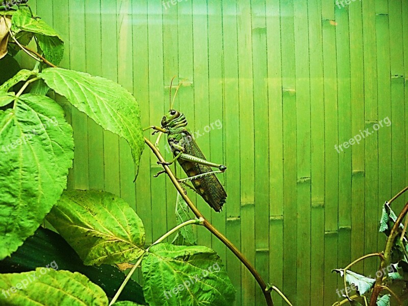 Locusts Giant Insect Green Wrecker Fields