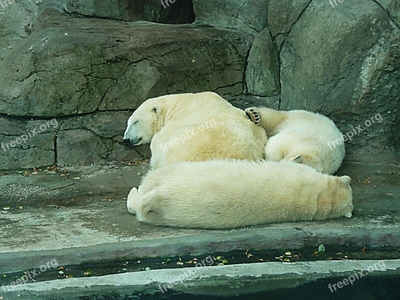 Polar Bears Snow Dream Winter Dream Winter