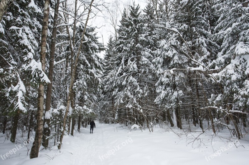 Winter Snow Forest Cold Trees