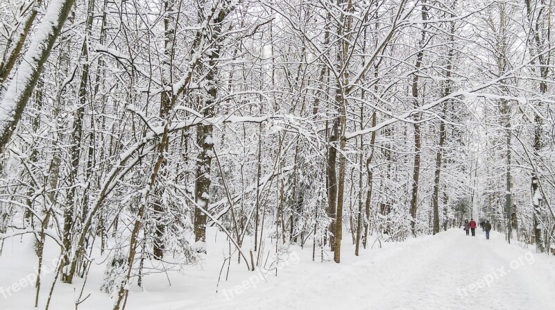 Winter Landscape Forest Snow Trees