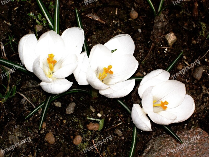 Crocus Garden Winter Free Photos