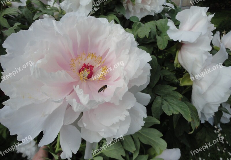 Peony Tree Peony White Blossom Fragrance Garden