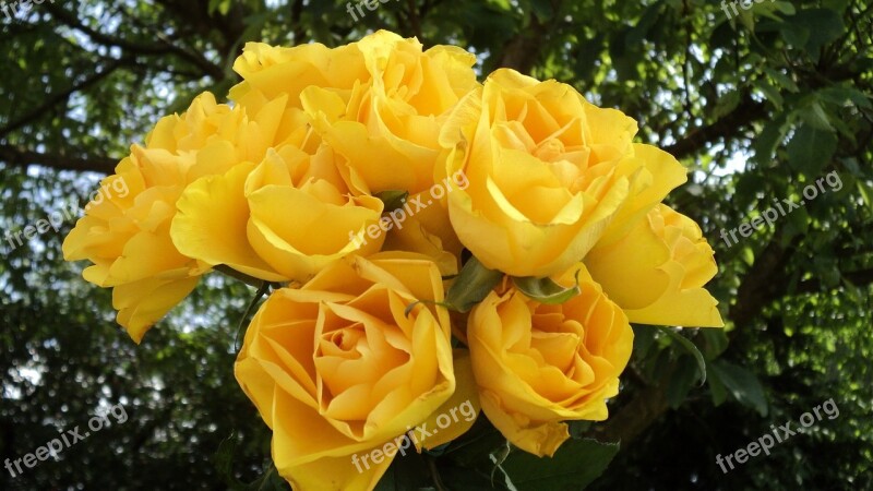 Roses Bouquet Yellow Roses Bouquet Of Roses Rose Bloom