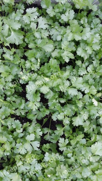 Herbs Coriander Nature Background Green