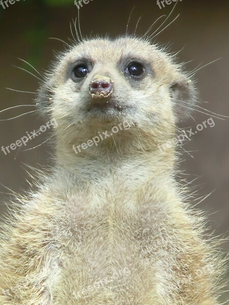 Animal Zoo Meerkat Free Photos