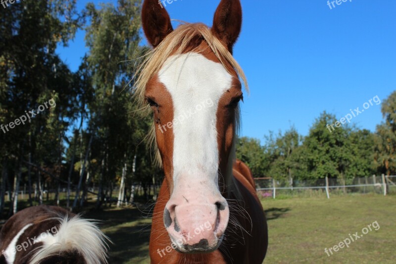 Horse German Reitponny Pony Foal Blaze