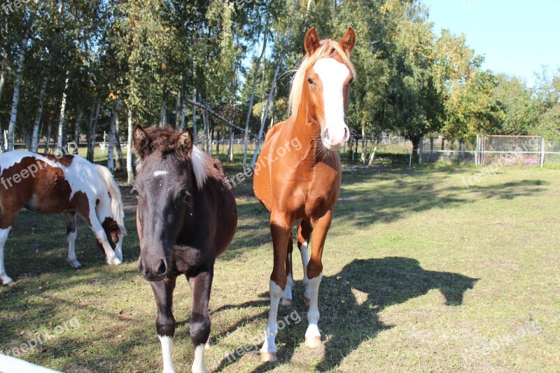 Horse German Reitponny Pony Foal Blaze