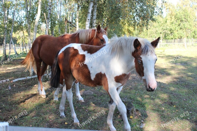 Horse German Reitponny Pony Foal Blaze