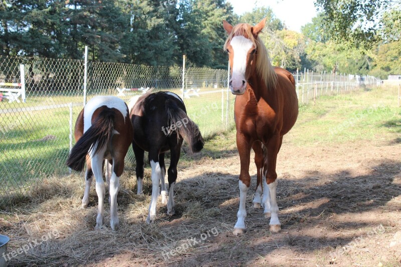 Horse German Reitponny Pony Foal Blaze