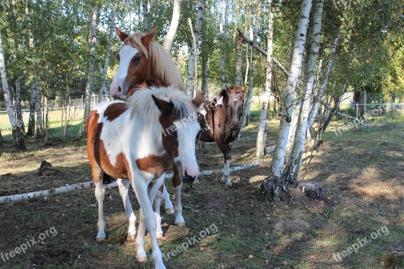 Horse German Reitponny Pony Foal Blaze