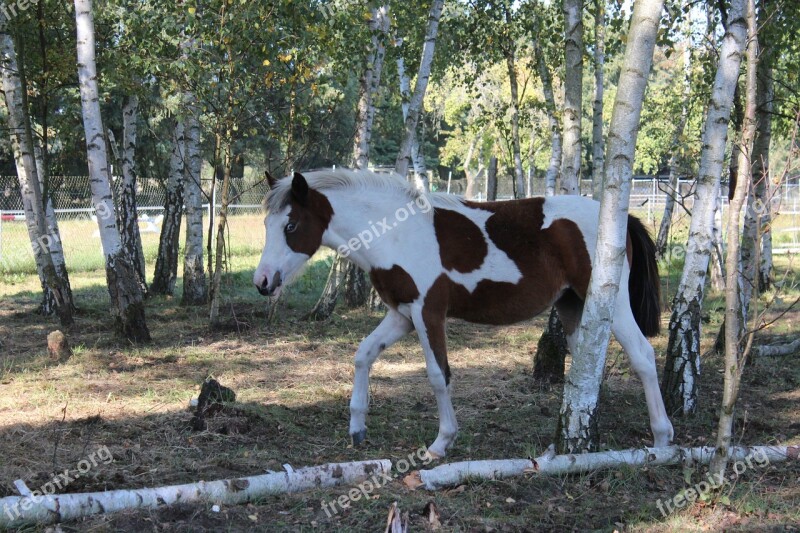 Horse German Reitponny Pony Foal Blaze