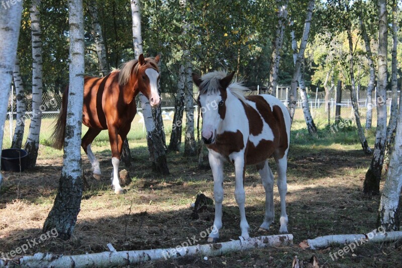 Horse German Reitponny Pony Foal Blaze