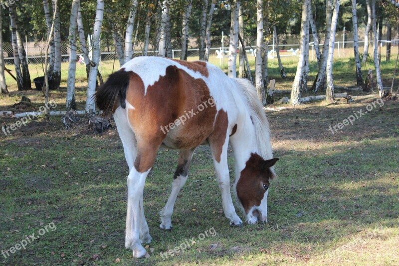 Horse German Reitponny Pony Foal Blaze