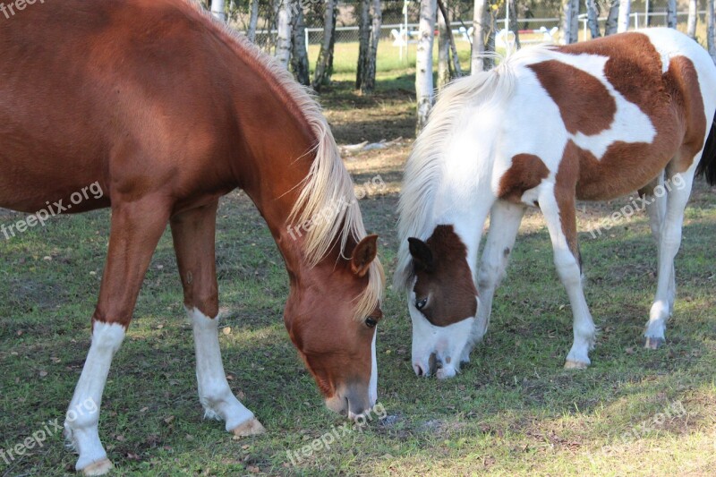 Horse German Reitponny Pony Foal Blaze