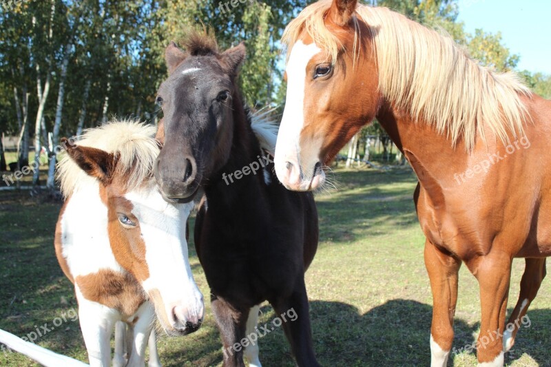 Horse German Reitponny Pony Foal Blaze