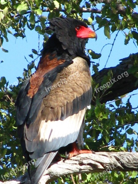 Safari Animal Bird Wildlife Africa