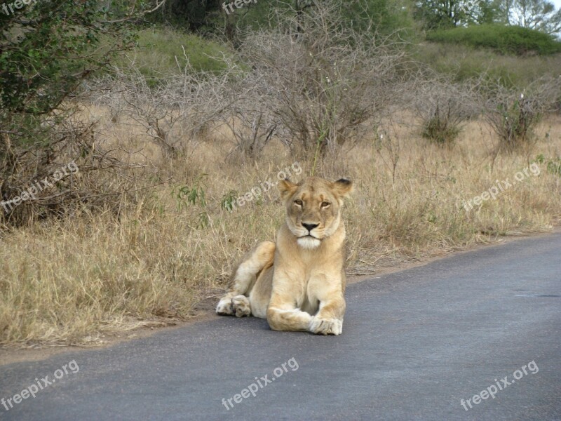 Lion Safari Animal Wild Africa