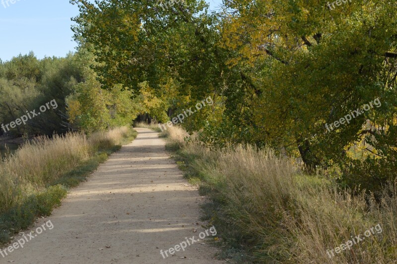 Path Trees Fall Forest Forest Landscape