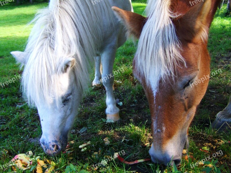 White Pony Brown Horse Ungulates Free Photos