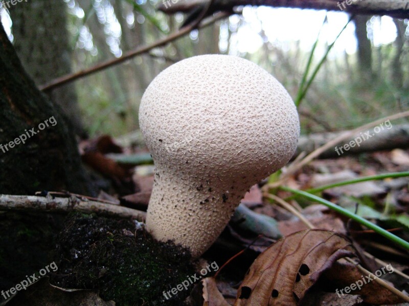 Mushrooms White Macro Forest Collecting Mushrooms