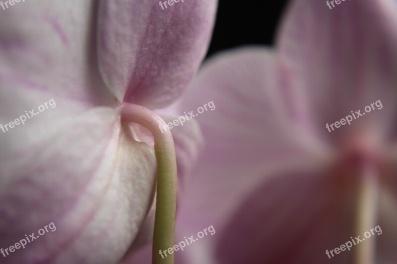 Close Up Orchid Stalk Flower Blossom