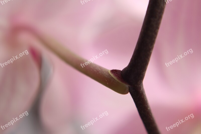 Close Up Flower Stem Flower Macro Blossom