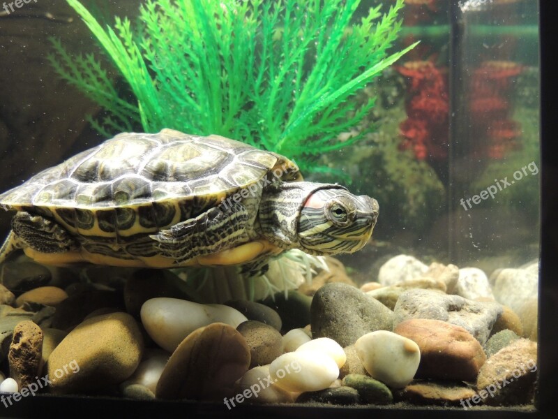 Tortoise Amphibians Red-eared Slider Turtle Undersea World Aquarium