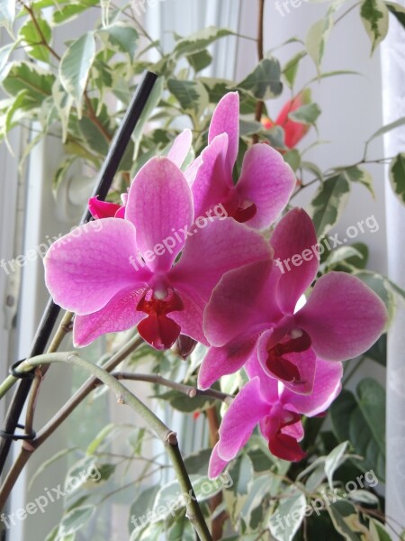 Flowers Orchid Krupnyj Plan Beautiful Flower Flower